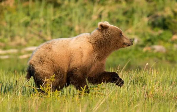 Picture summer, grass, bear, running, bear, profile, bear, walk