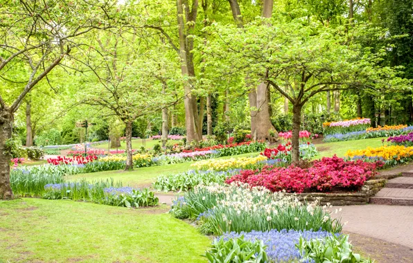 Greens, trees, flowers, Park, lawn, spring, tulips, Netherlands