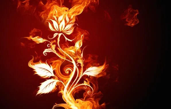 Picture flower, fire