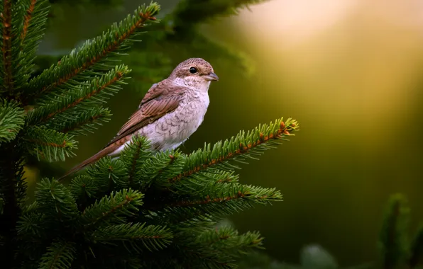 Picture nature, tree, bird