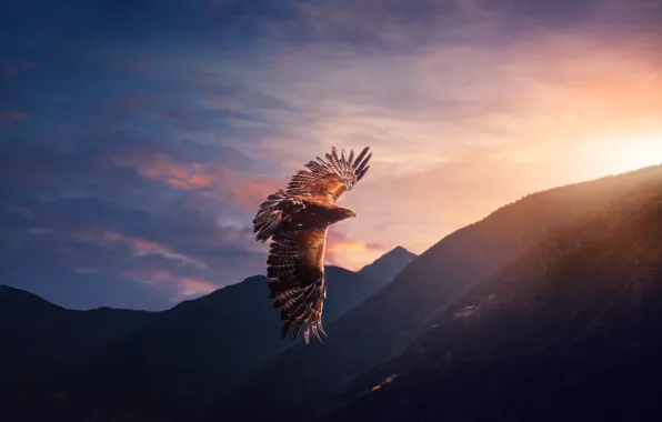 The sky, flight, bird, eagle, predator