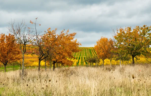Field, autumn, the sky, grass, clouds, trees, branches, foliage