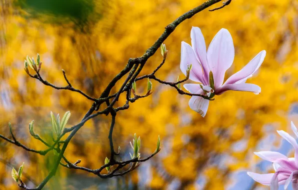 Flower, flowers, pink, branch, spring, petals, leaves, flowering