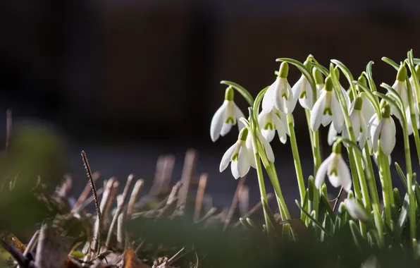 Light, flowers, branches, the dark background, glade, spring, snowdrops, white