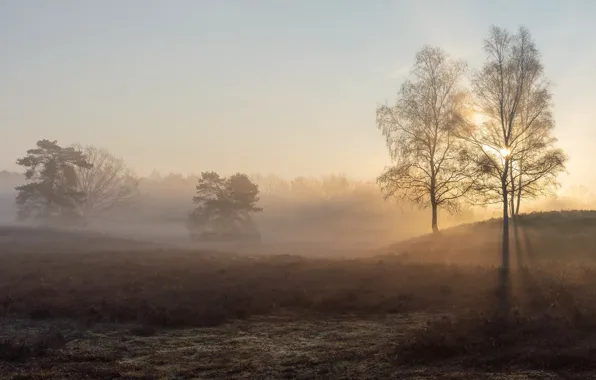 Rays, light, trees, nature, fog, morning