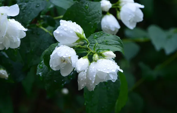 Picture drops, flowering, the bushes, Jasmine