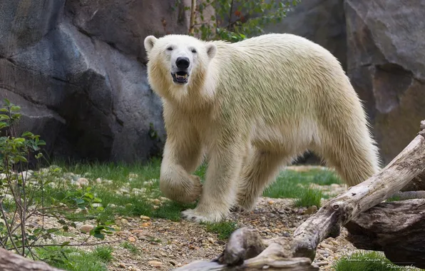 Predator, polar bear, zoo, polar bear