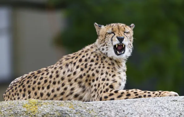 Cat, stones, mouth, Cheetah, ©Tambako The Jaguar