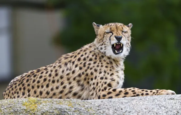 Picture cat, stone, mouth, Cheetah, ©Tambako The Jaguar