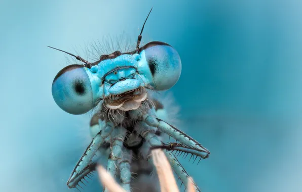 Picture eyes, background, portrait, dragonfly, antennae