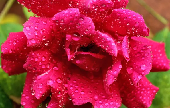 Flower, drops, Rosa, pink, rose