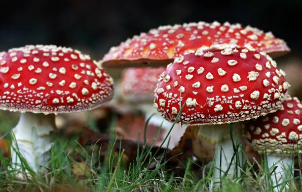 Autumn, close-up, nature, mushrooms, Amanita, red, family