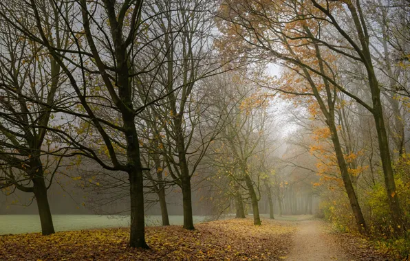 Picture road, autumn, forest, trees, fog, Park, alley