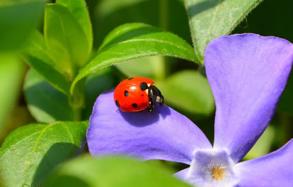 Picture Macro, Flowers, Macro