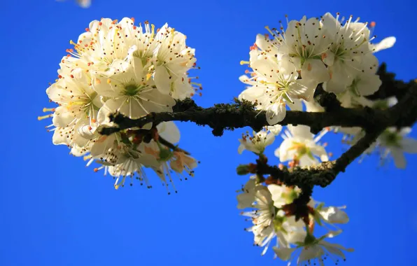 Picture the sky, flowers, tree, spring, garden