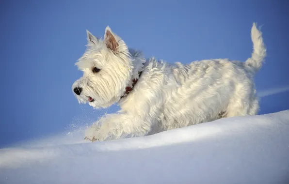 Winter, snow, dog, The West highland white Terrier