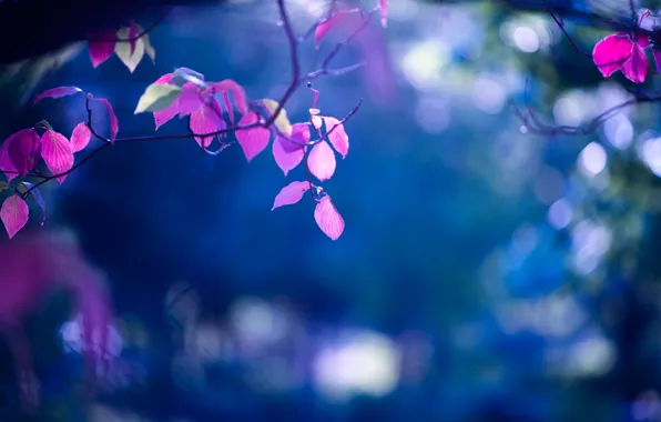 Picture leaves, branches, background, bokeh