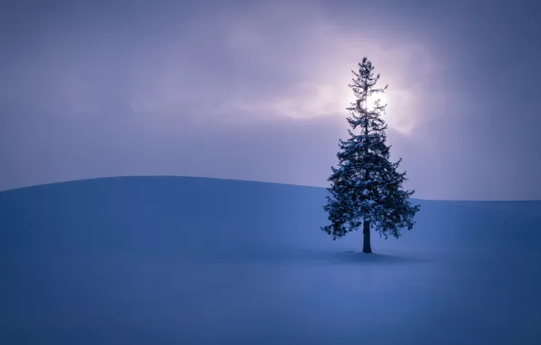Field, the sky, the sun, clouds, snow, tree, Winter