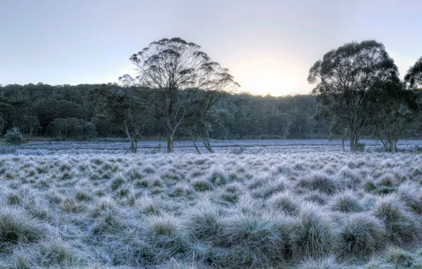 Frost, forest, the sky, grass, the sun, trees, Park, dawn