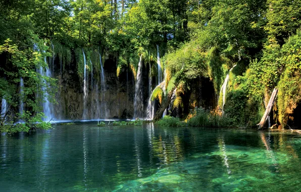 Forest, transparency, trees, river, foliage, waterfall, the bottom