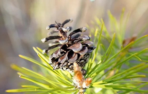 Macro, needles, bumps