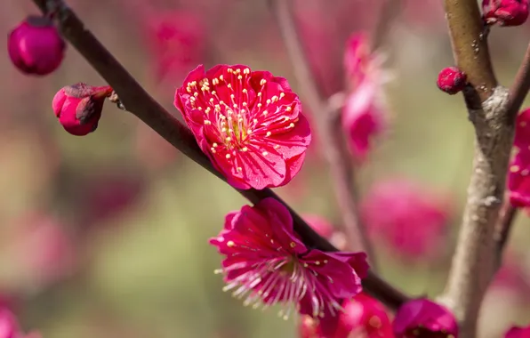 Flowers, branches, spring, garden