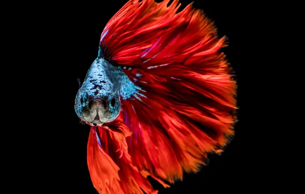 Colors, red, blue, fish, head