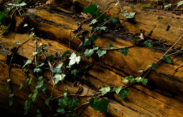 Leaf, plant, ivy
