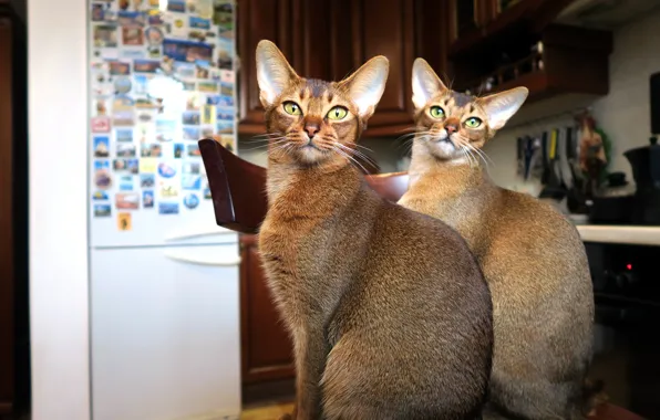 Eyes, cat, look, face, cats, house, cats, furniture