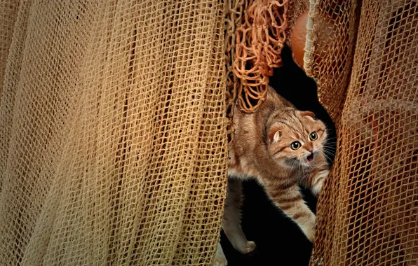 Cat, cat, look, pose, collage, network, mouth, photoart