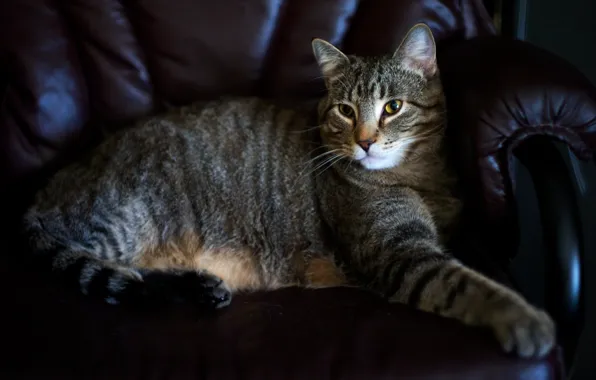Picture cat, cat, look, pose, comfort, grey, sofa, stay