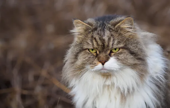 Cat, look, fluffy, angry
