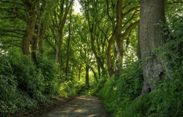 Road, forest, leaves, trees, trunk, crown