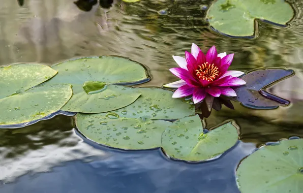 Flower, leaves, pond, pink, Lily, pond, Nymphaeum, water Lily