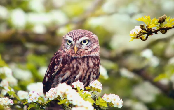 Picture flowers, owl, bird, foliage, branch, spring, bokeh