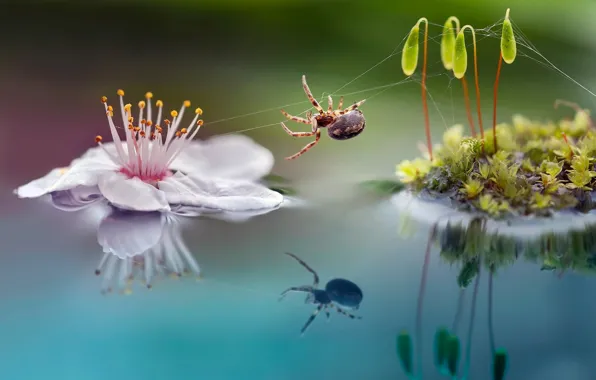 Flower, macro, nature, sprouts, moss, spider, Roberto Aldrovandi
