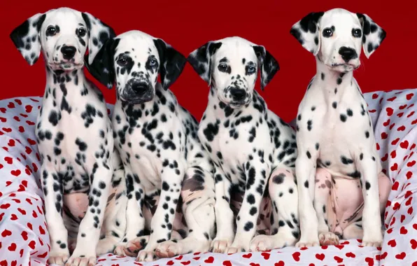 Puppies, point, hearts, Dalmatians