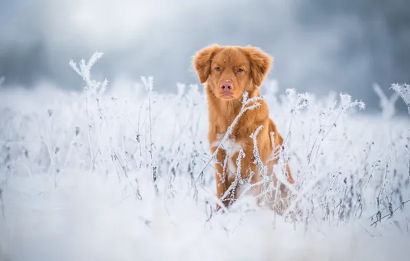 Winter, frost, field, grass, eyes, face, snow, nature
