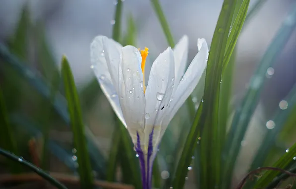 White, leaves, drops, flowers, spring, crocuses, blur, Krokus