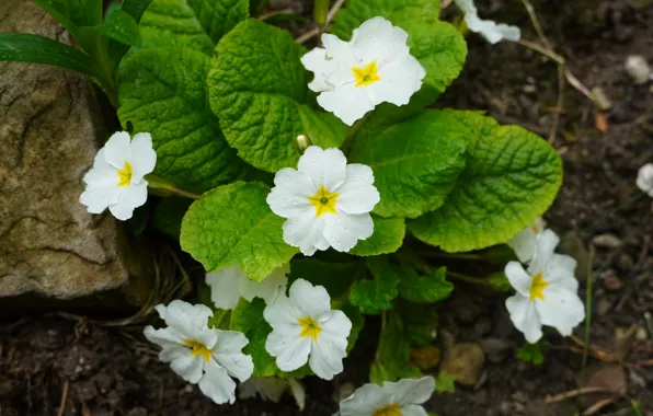 Flowers, spring, Primula