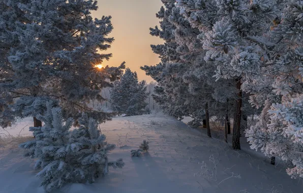 Winter, the sun, rays, snow, trees, nature, dawn, morning