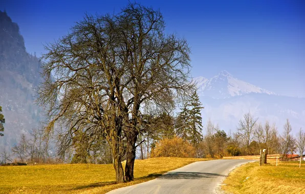 Picture road, autumn, landscape, tree