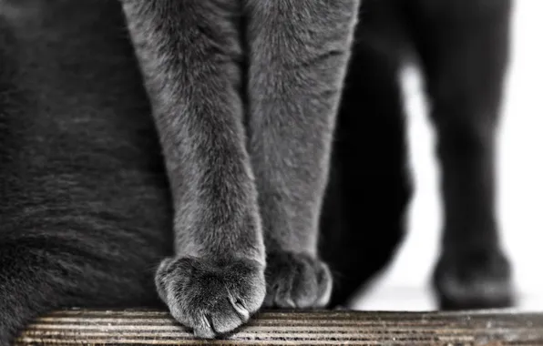 Picture cat, cat, legs, wool