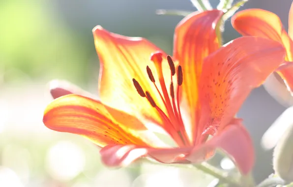 Picture summer, macro, flowers