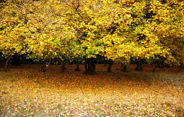 Autumn, leaves, trees, Park, glade, yellow