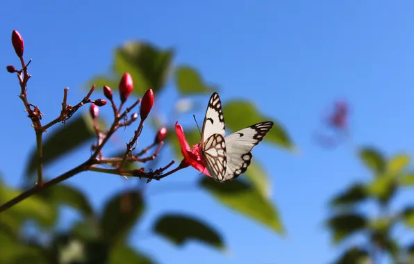 Picture flower, summer, the sky, nature, sprig, butterfly, wings, blue