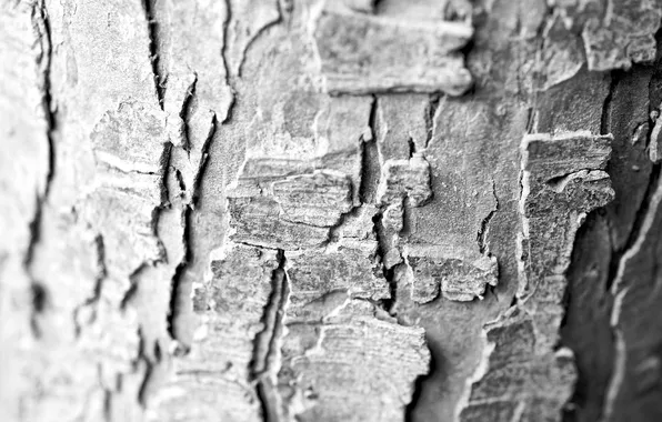 Macro, tree, Wallpaper, B/W, texture, bark