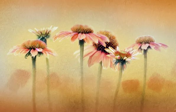 Picture flowers, background, color, texture