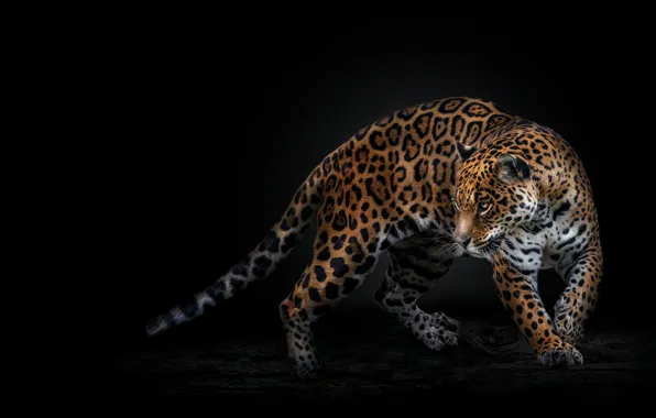 Picture Jaguar, log, black background