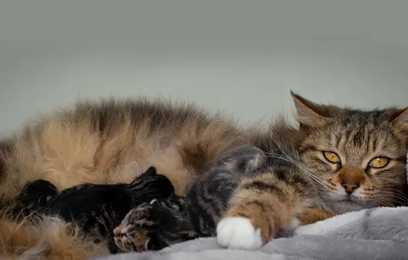 Cat, look, face, comfort, kitty, kittens, lies, kitty